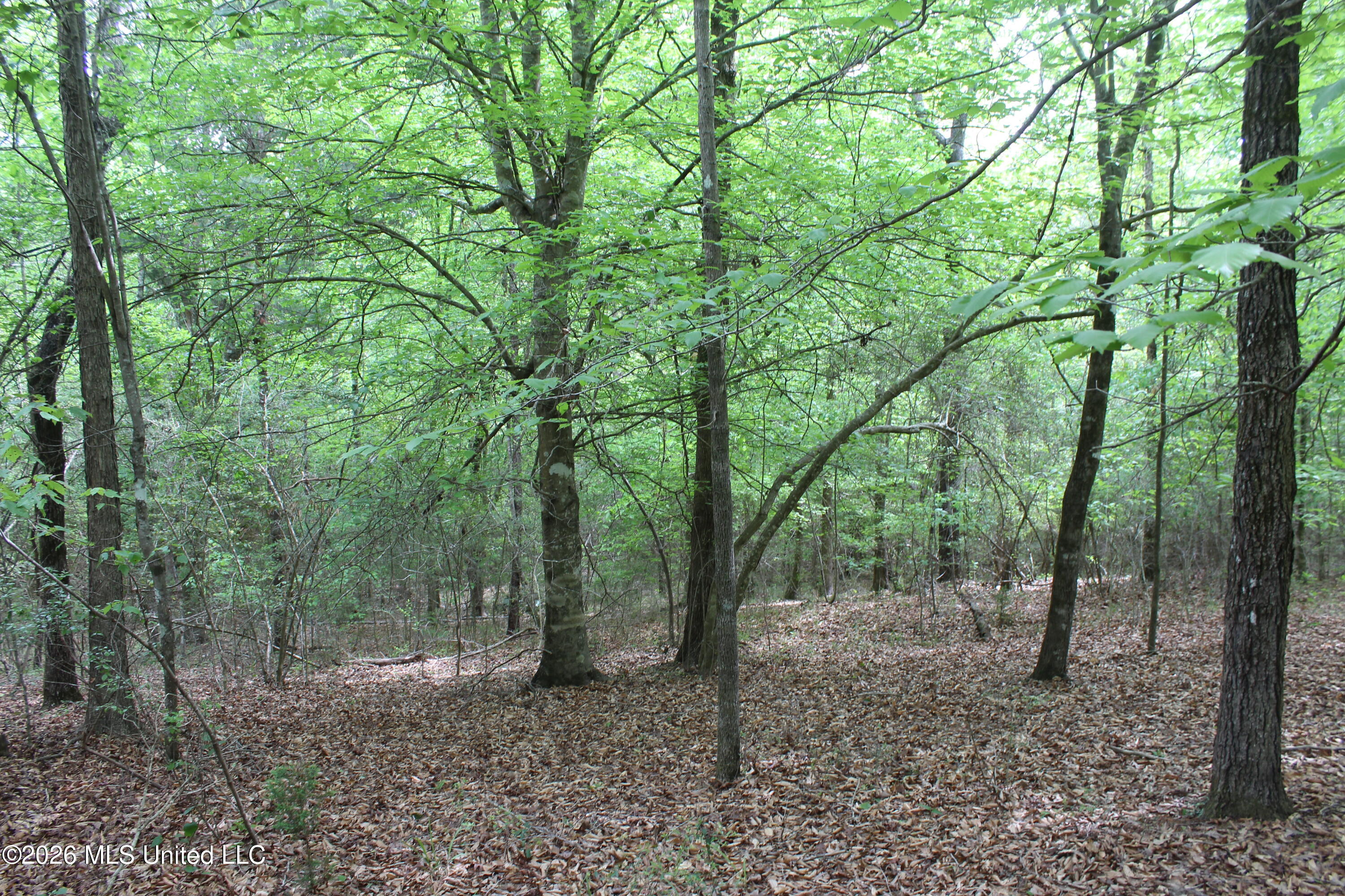 Charlie Boyd Road Jayess, MS 39641 - Photo 3 of 15 14 ac Charlie Boyd Rd (2)