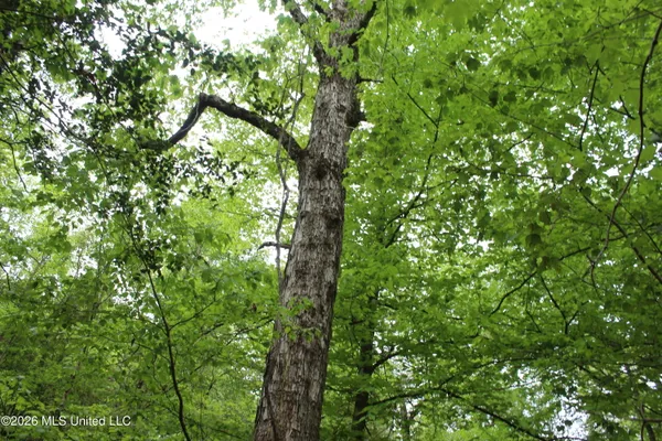 $100,800 | Charlie Boyd Road, Jayess, MS 39641