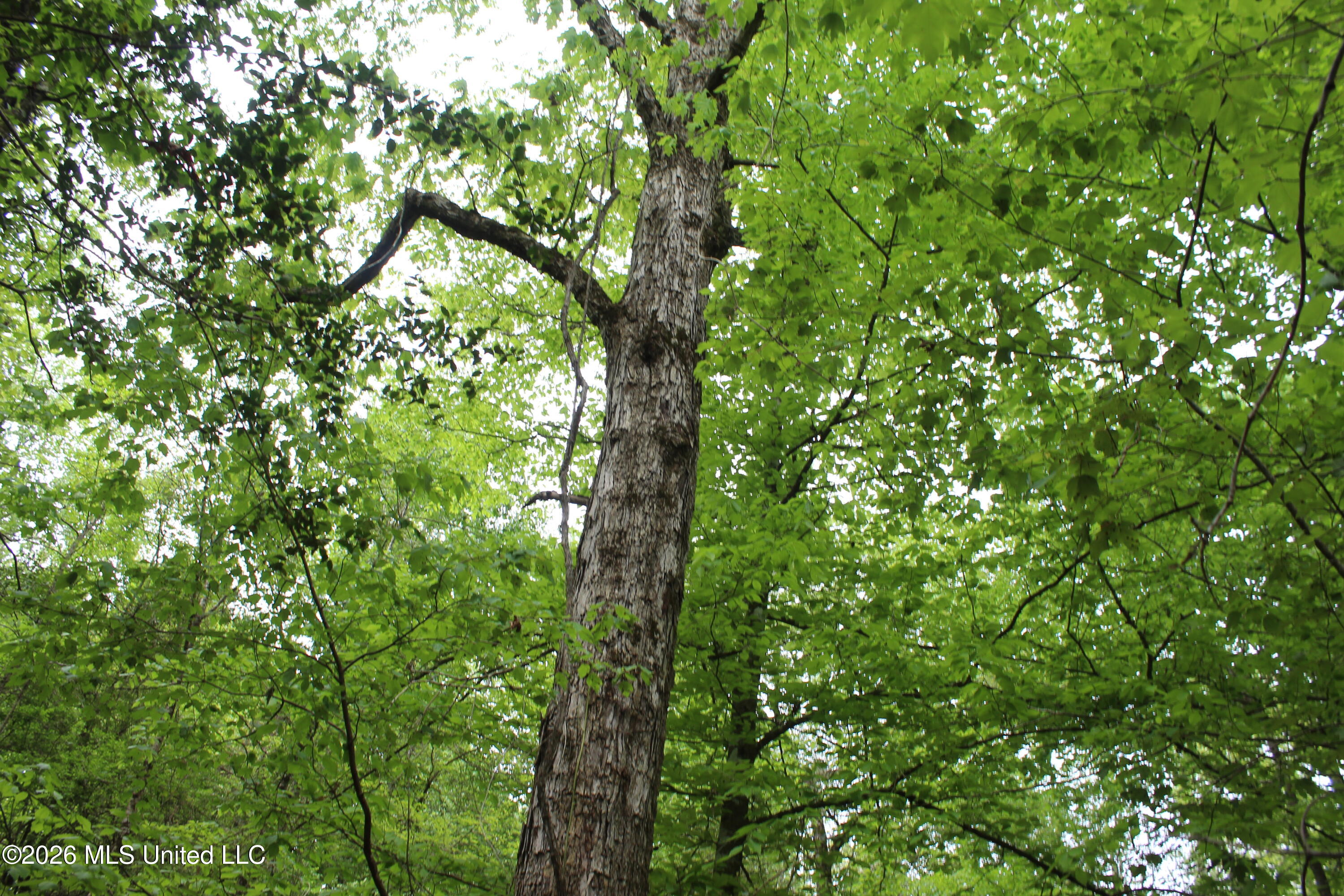 Charlie Boyd Road Jayess, MS 39641 - Photo 5 of 15 14 ac Charlie Boyd Rd (4)