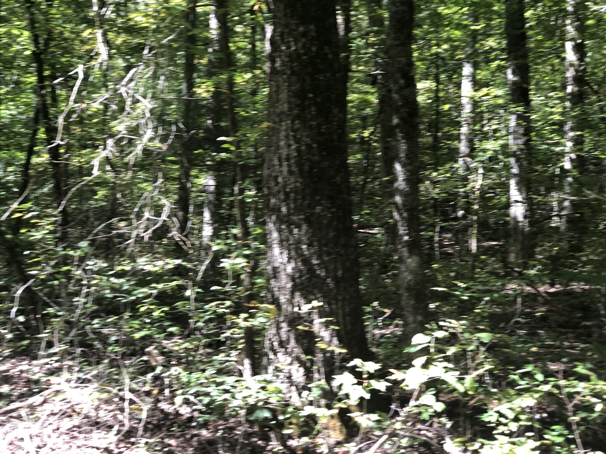 0 Paul Hackworth Road Whitwell, TN 37397 - Photo 13 of 29 Gallery Image 13