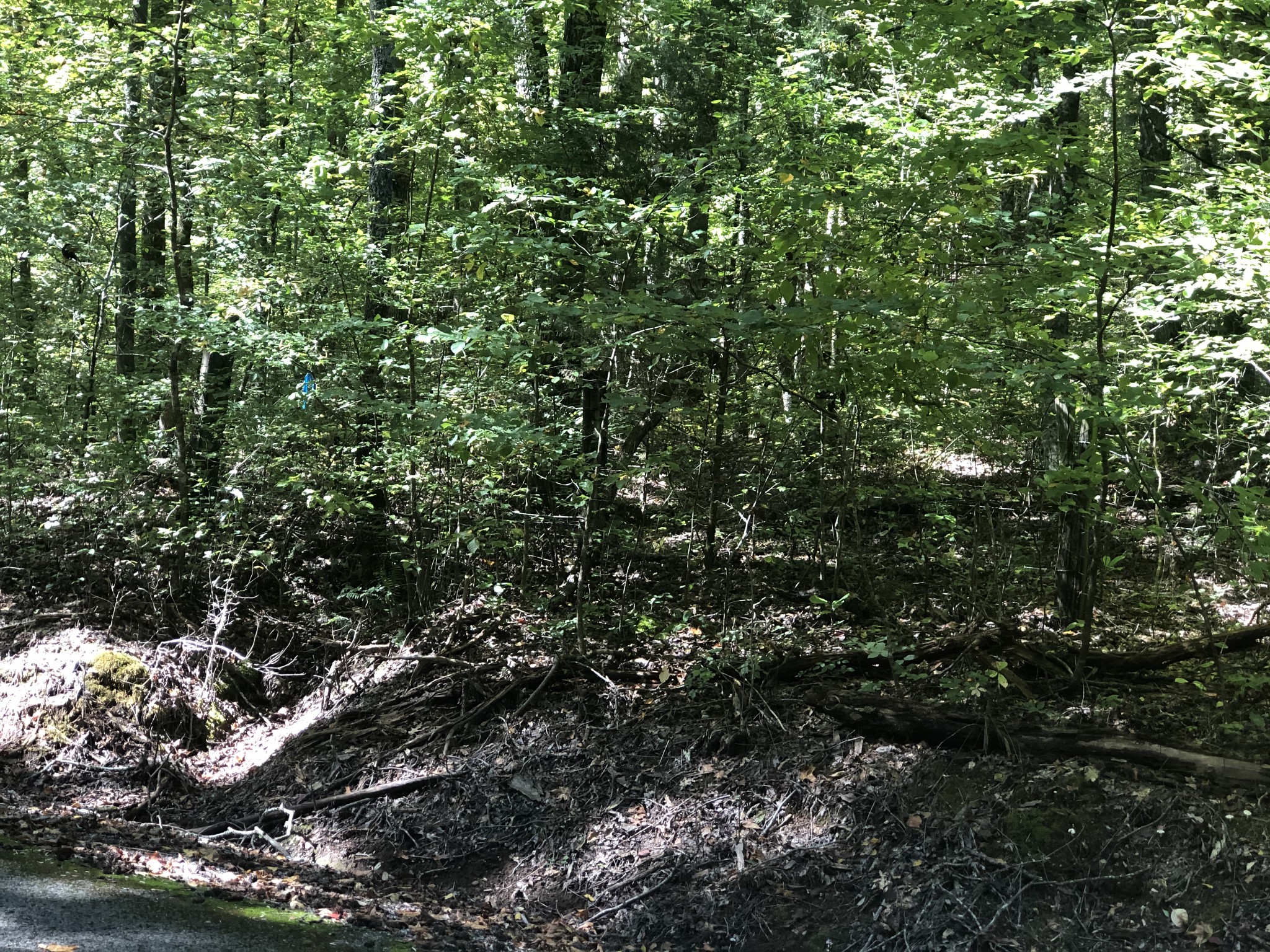 0 Paul Hackworth Road Whitwell, TN 37397 - Photo 18 of 29 Gallery Image 18