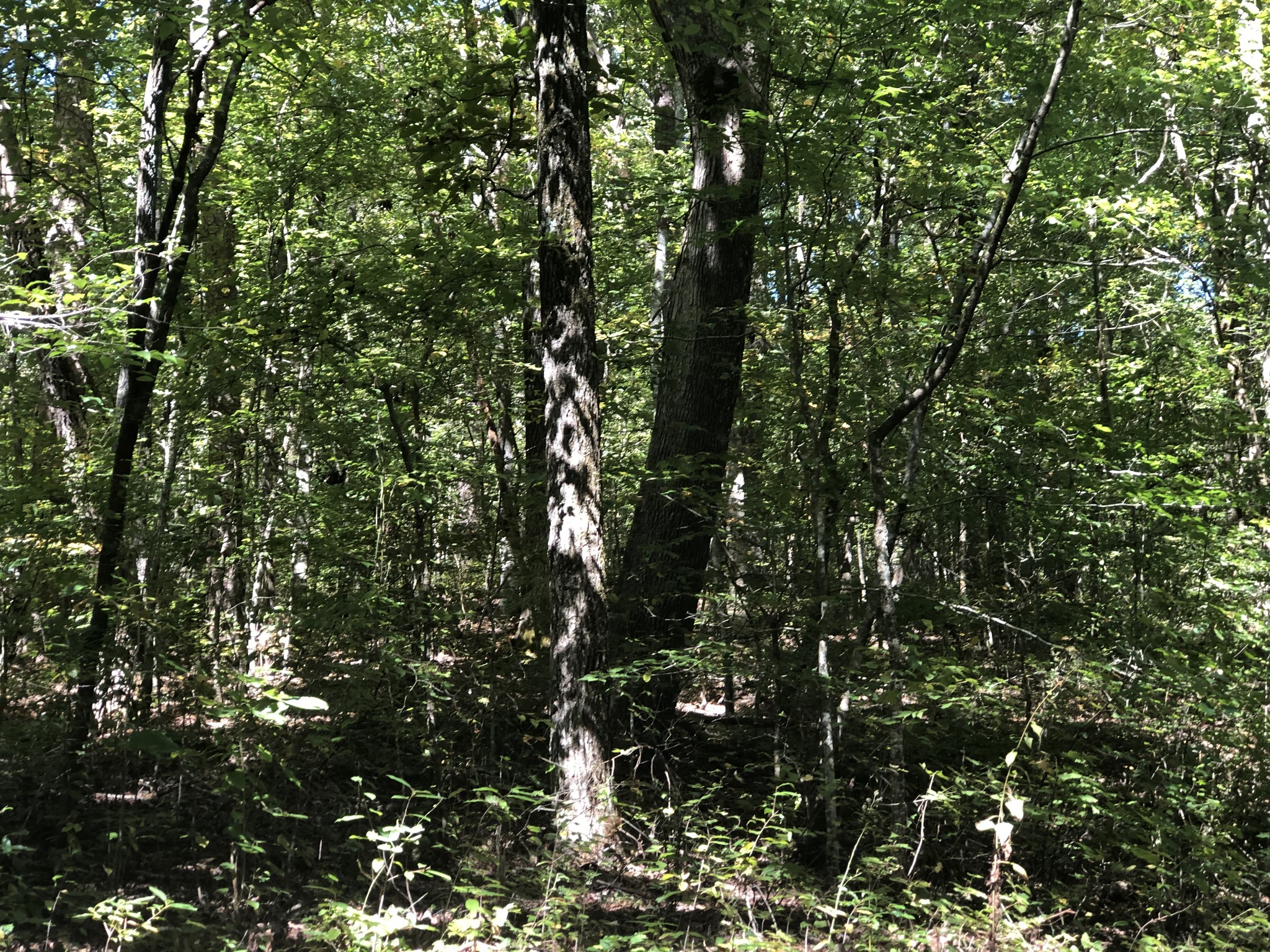 0 Paul Hackworth Road Whitwell, TN 37397 - Photo 23 of 29 Gallery Image 23