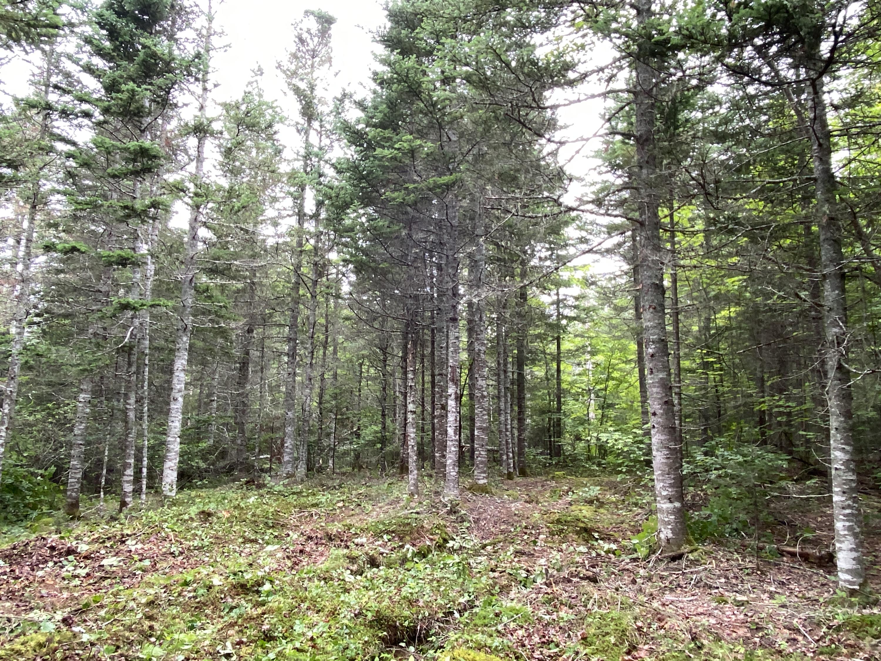 Lot 2 Georgetown Woods Road Columbia Falls, ME 04623 - Photo 10 of 10 B5D0C9E8-0505-4113-AC03-3DD65AEF8602