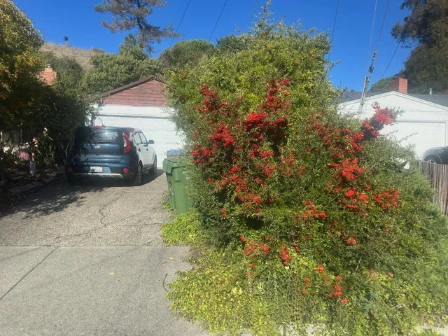 a view of a yard with plants and tree