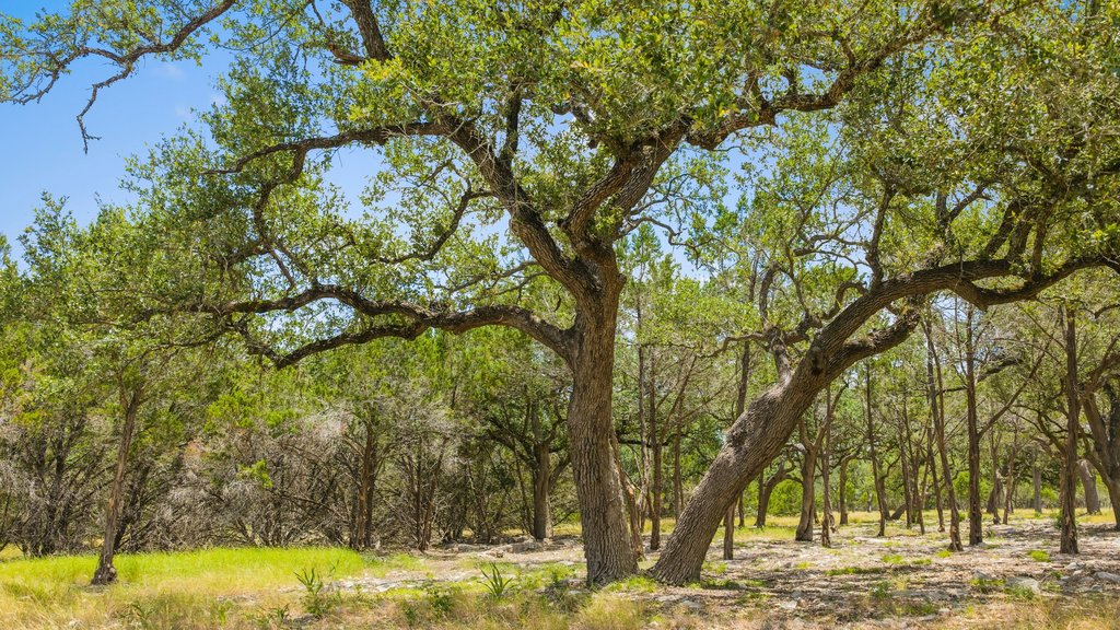 5 Cypress Cove Road Spring Branch, TX 78070 - Photo 15 of 17 Mature shade trees create a natural canopy across this tranquil setting.