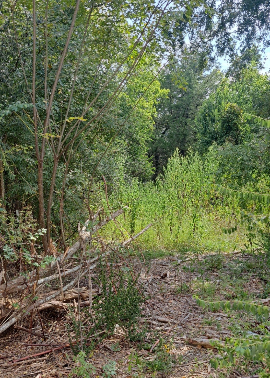 838 Fm 1489 Road Brookshire, TX 77423 - Photo 6 of 9 Woods behind the House on Property
