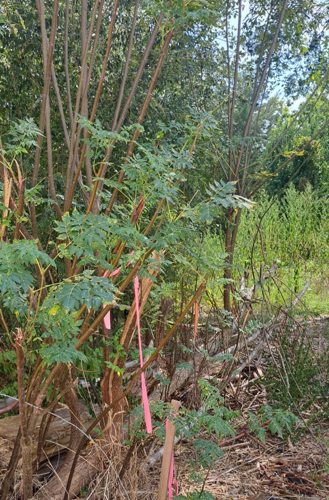 838 Fm 1489 Road Brookshire, TX 77423 - Photo 8 of 9 Another Partial property Wooded Area