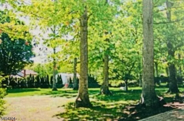 a view of a yard with plants and trees