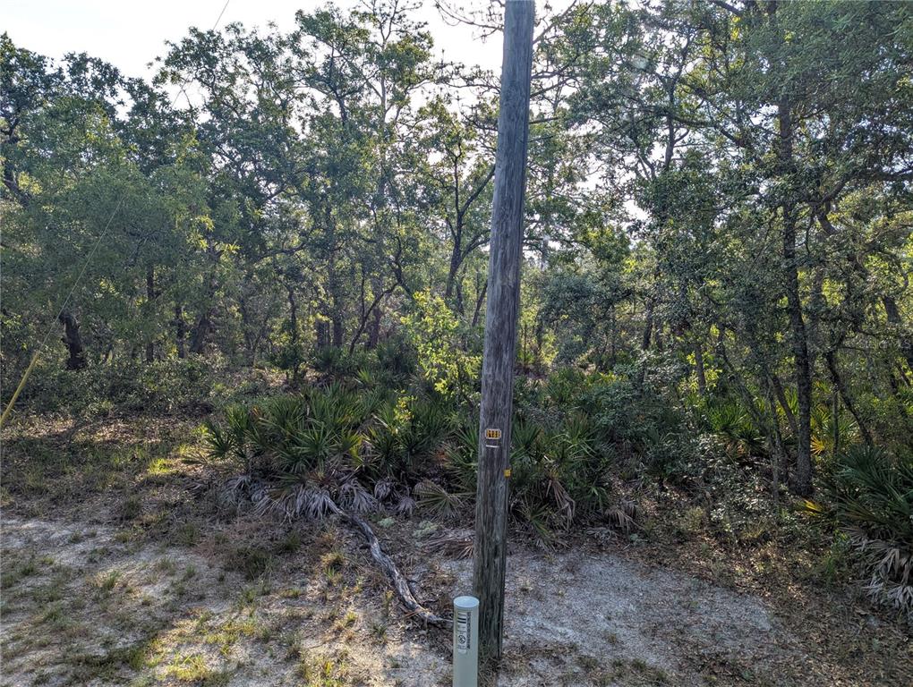 19036 Retriever Road Brooksville, FL 34614 - Photo 2 of 6 a view of a forest with trees in the background