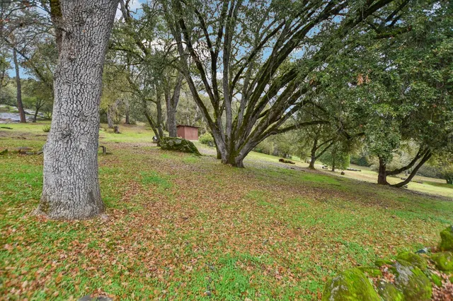a view of a yard with a tree