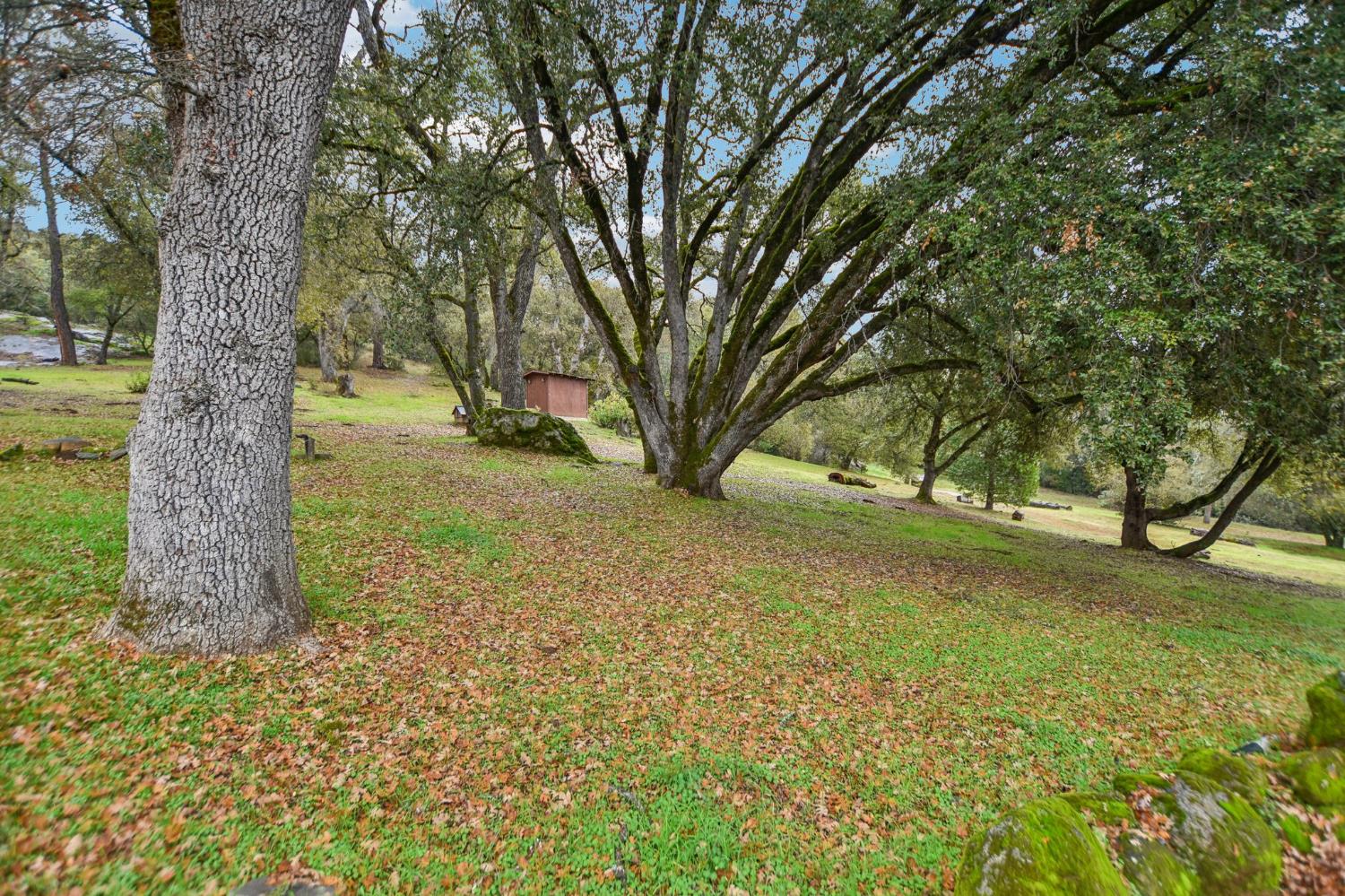 7650 Buzzards Gulch Road Somerset, CA 95684 - Photo 34 of 39 a view of a yard with a tree