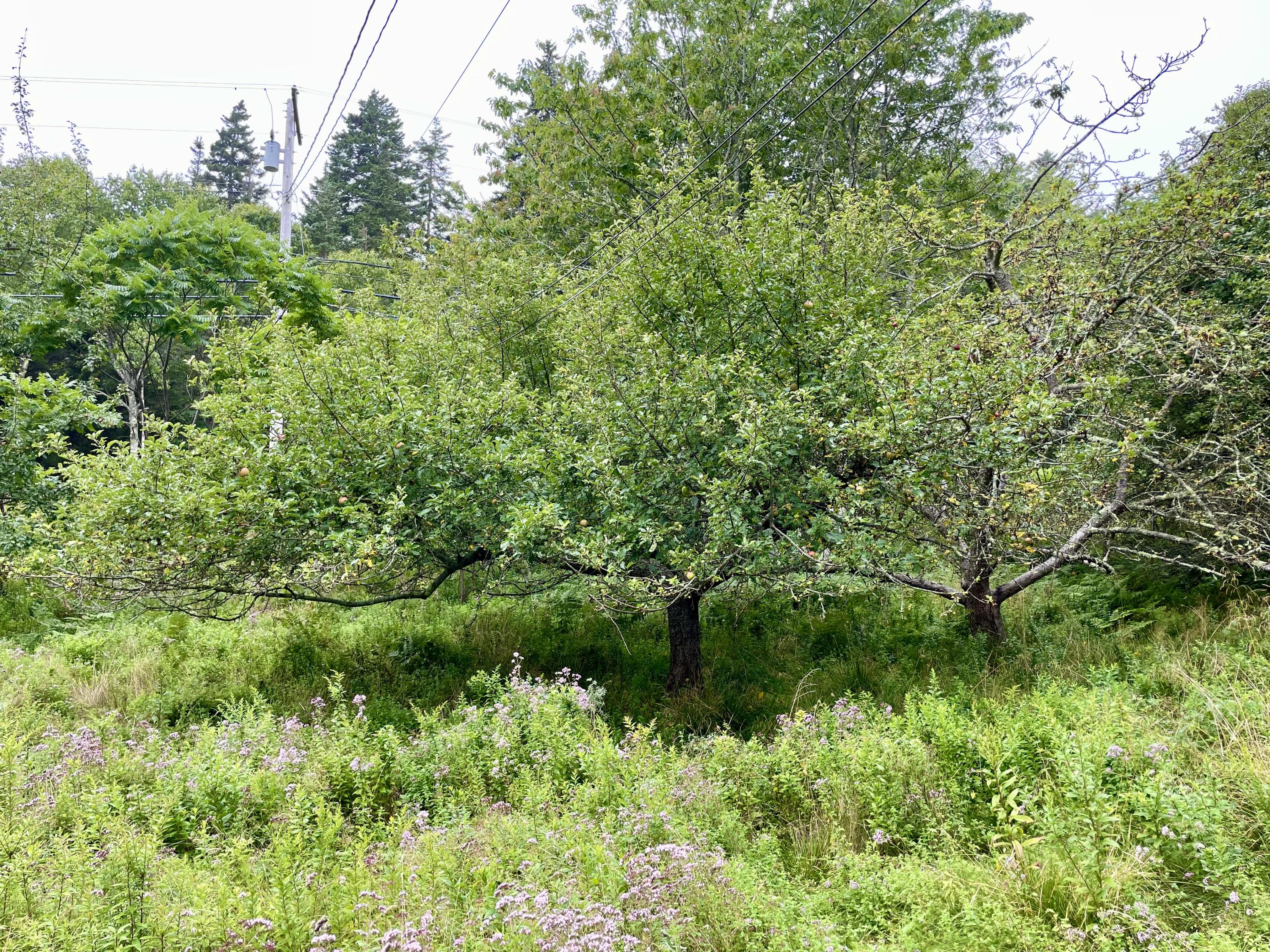 12 Pipers Ring Road Vinalhaven, ME 04863 - Photo 32 of 33 IMG_5418