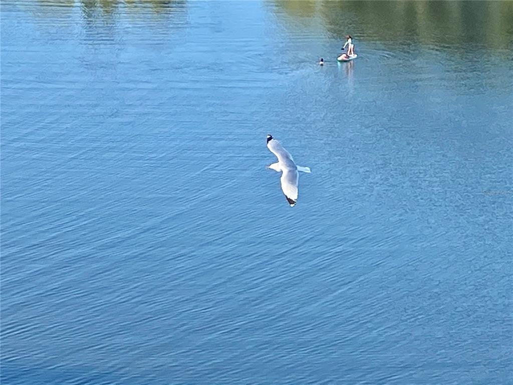 6035 Sea Ranch Drive, Unit 901 Hudson, FL 34667 - Photo 46 of 72