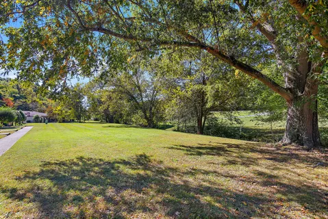 a view of a trees with a yard