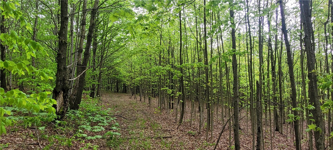 0 Thayer Road Erin, NY 14838 - Photo 12 of 26