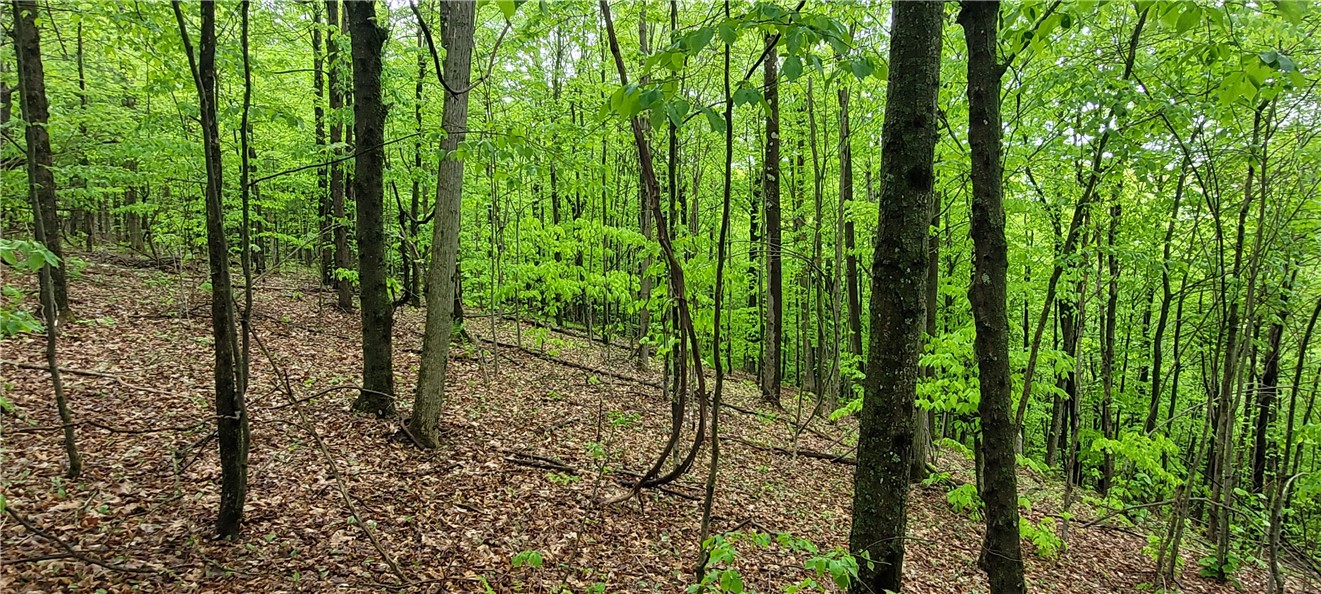 0 Thayer Road Erin, NY 14838 - Photo 13 of 26