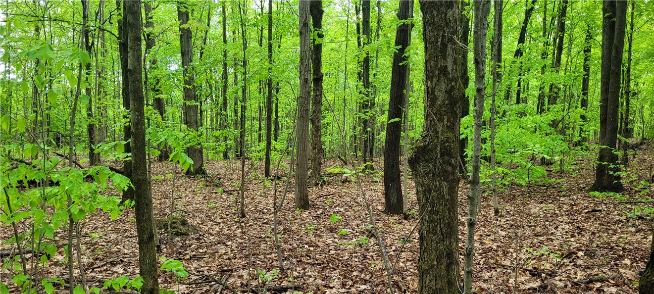 0 Thayer Road Erin, NY 14838 - Photo 14 of 26