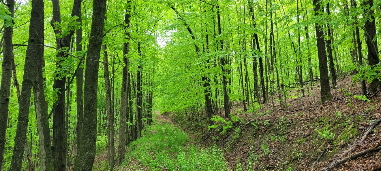 0 Thayer Road Erin, NY 14838 - Photo 15 of 26