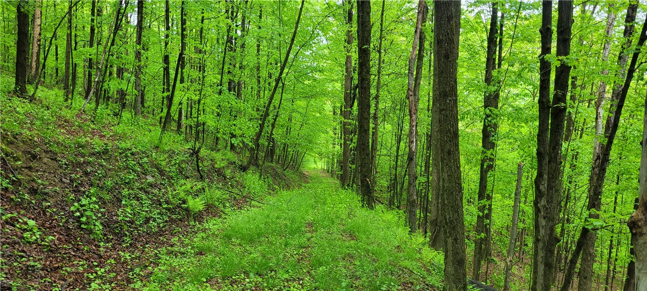 0 Thayer Road Erin, NY 14838 - Photo 16 of 26