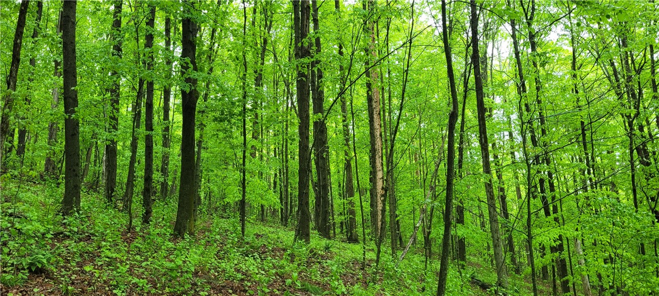 0 Thayer Road Erin, NY 14838 - Photo 17 of 26