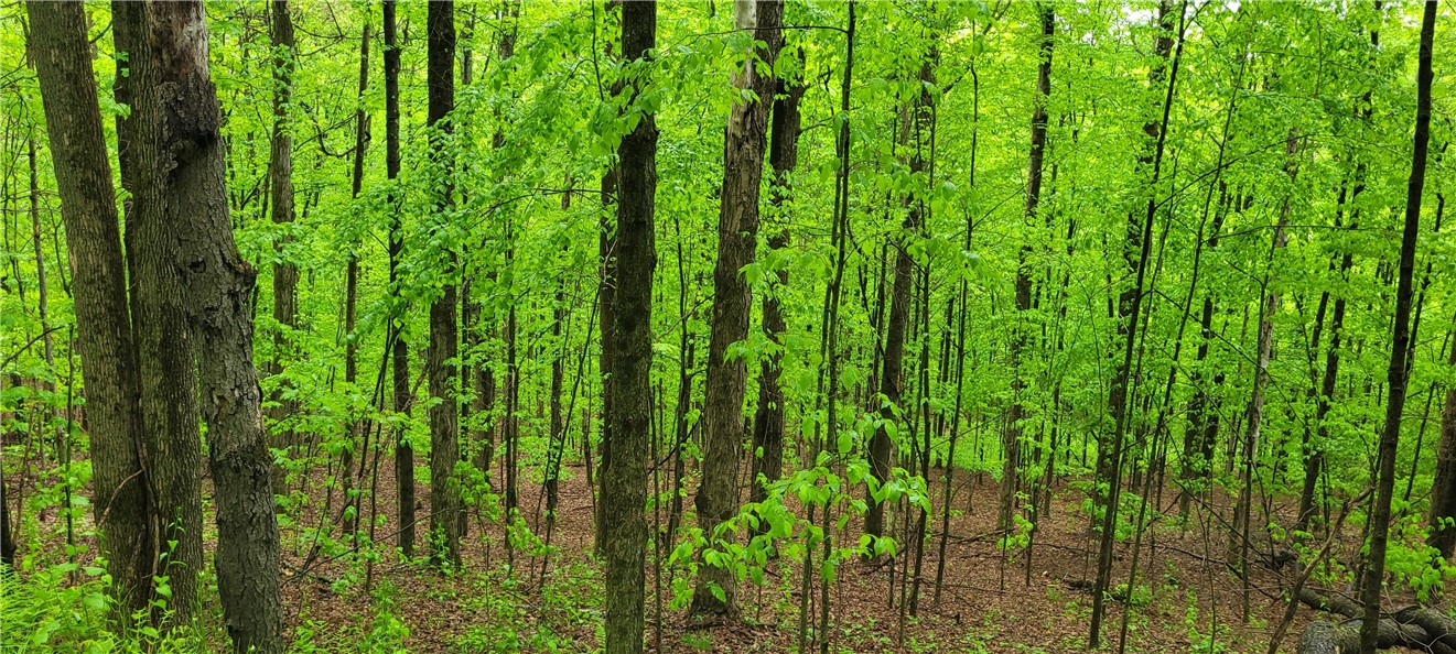 0 Thayer Road Erin, NY 14838 - Photo 18 of 26