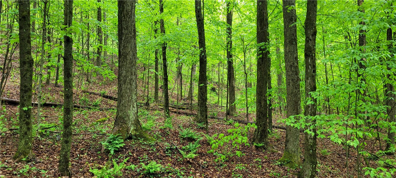 0 Thayer Road Erin, NY 14838 - Photo 19 of 26