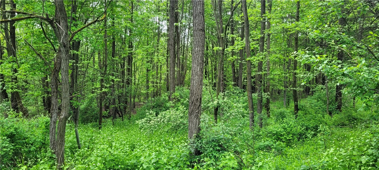 0 Thayer Road Erin, NY 14838 - Photo 5 of 26