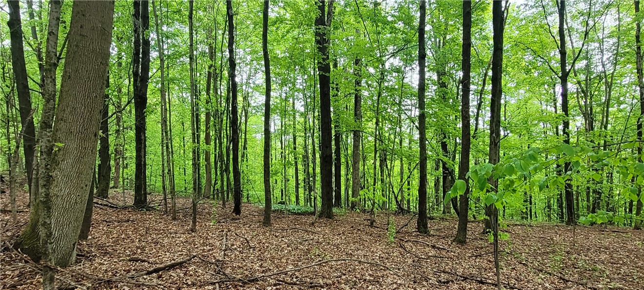 0 Thayer Road Erin, NY 14838 - Photo 9 of 26