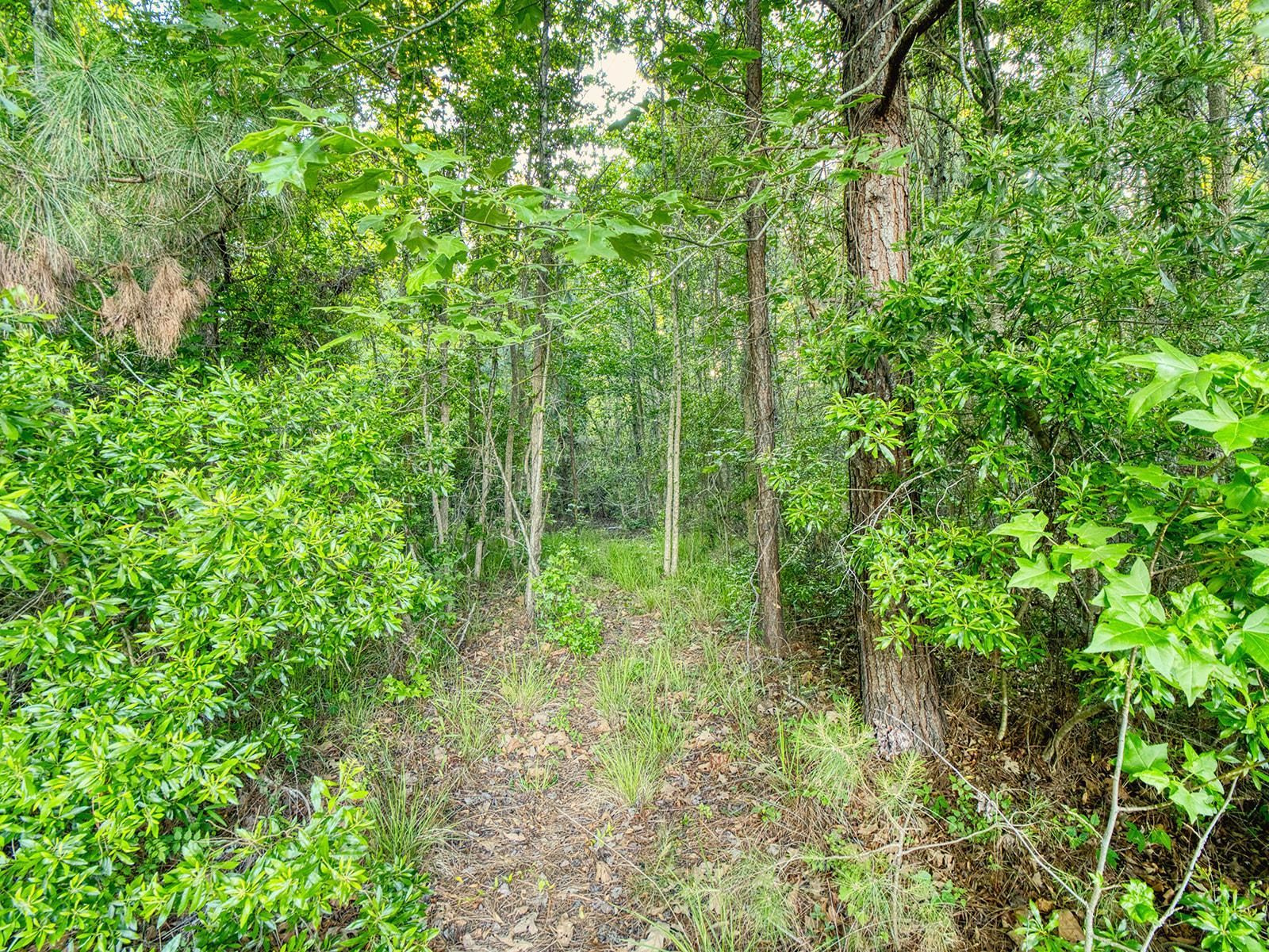 Tbd Tbd Chair Road Hemingway, SC 29554 - Photo 23 of 37