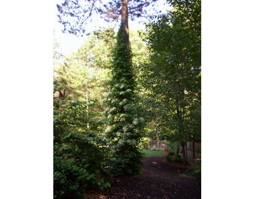 9 Potter Road Douglas, MA 01516 - Photo 25 of 26 a picture of tree