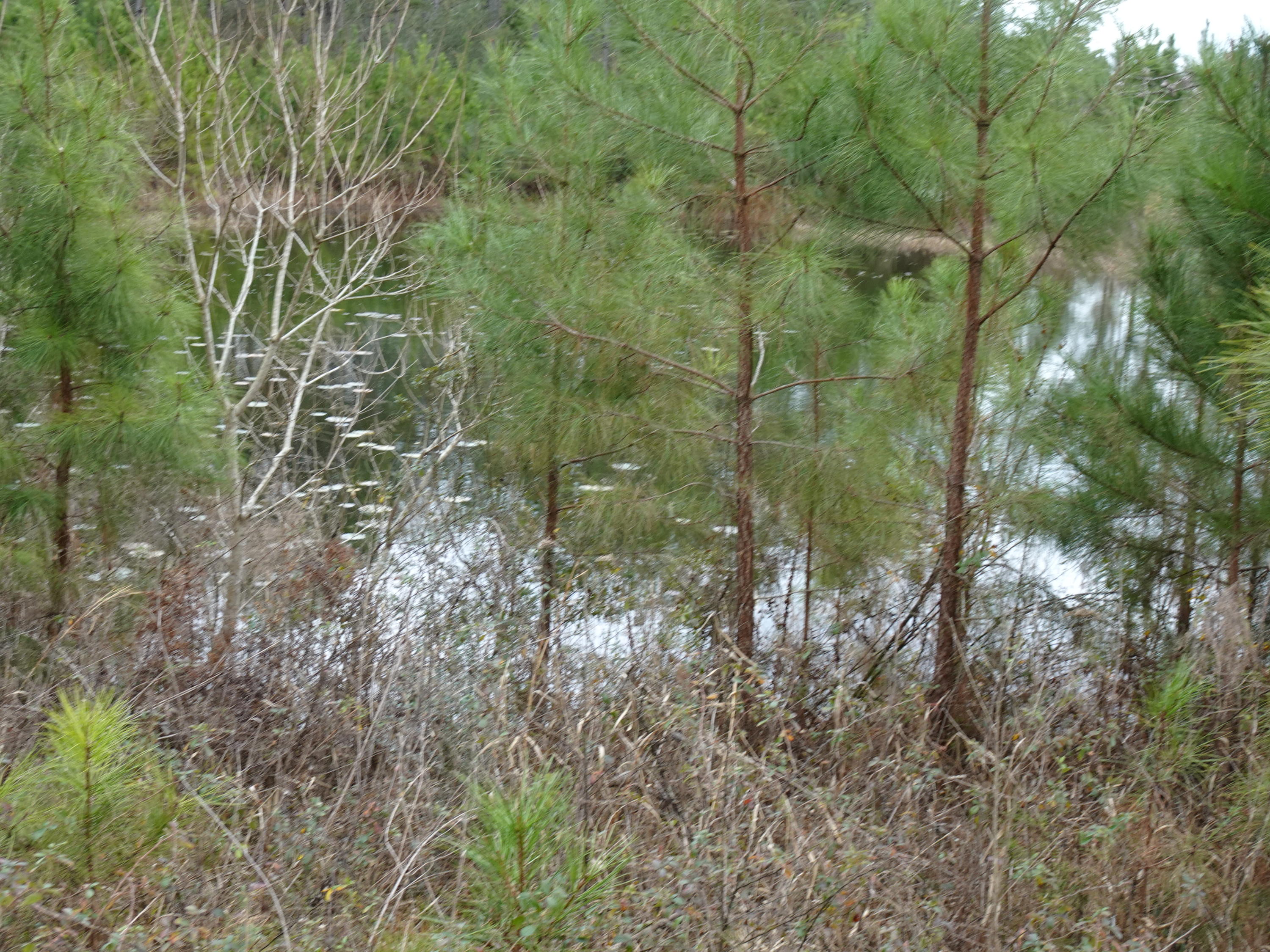 10-acres Mosley Road DeFuniak Springs, FL 32433 - Photo 1 of 5 DSC00547