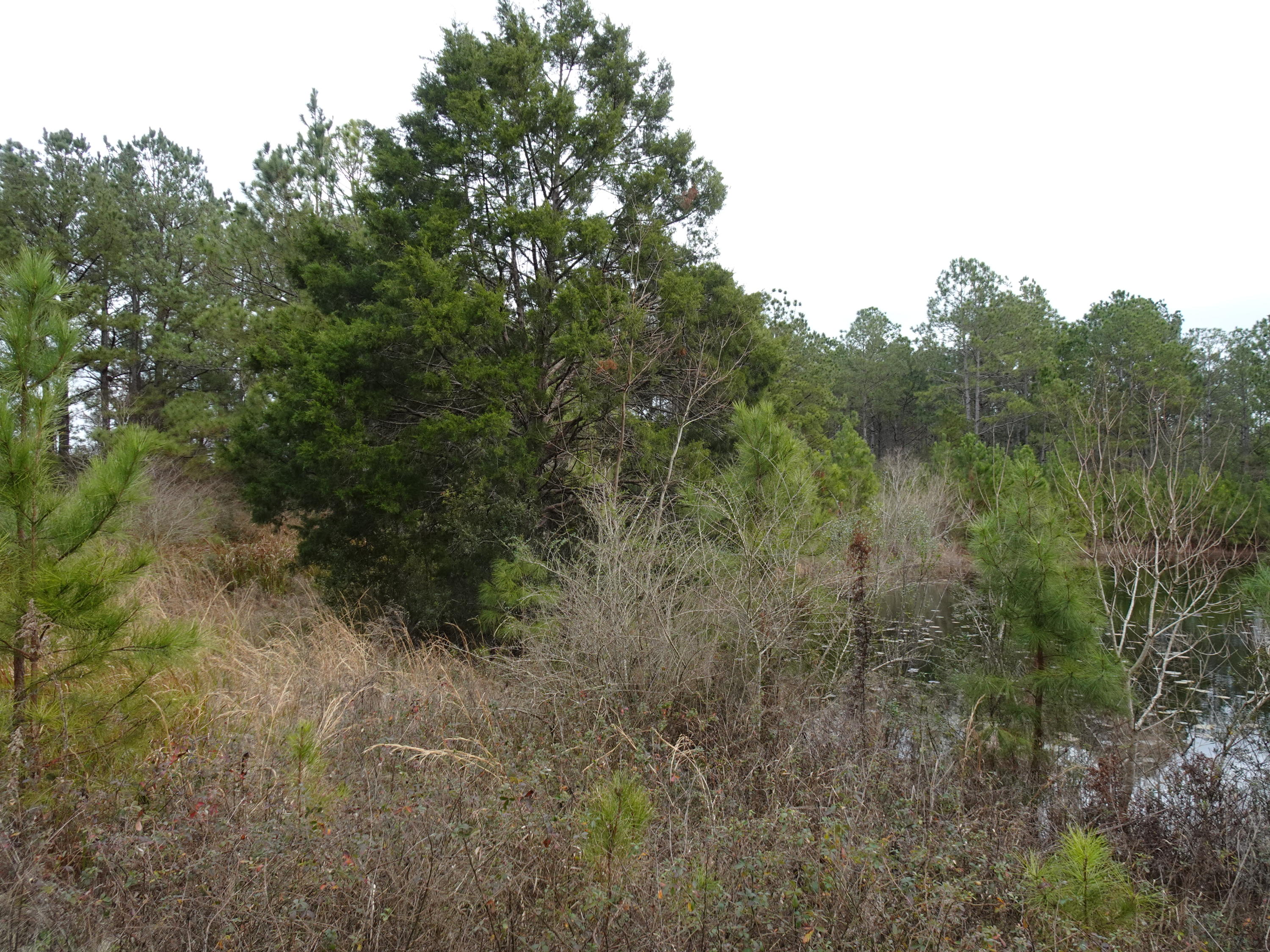 10-acres Mosley Road DeFuniak Springs, FL 32433 - Photo 3 of 5 DSC00549