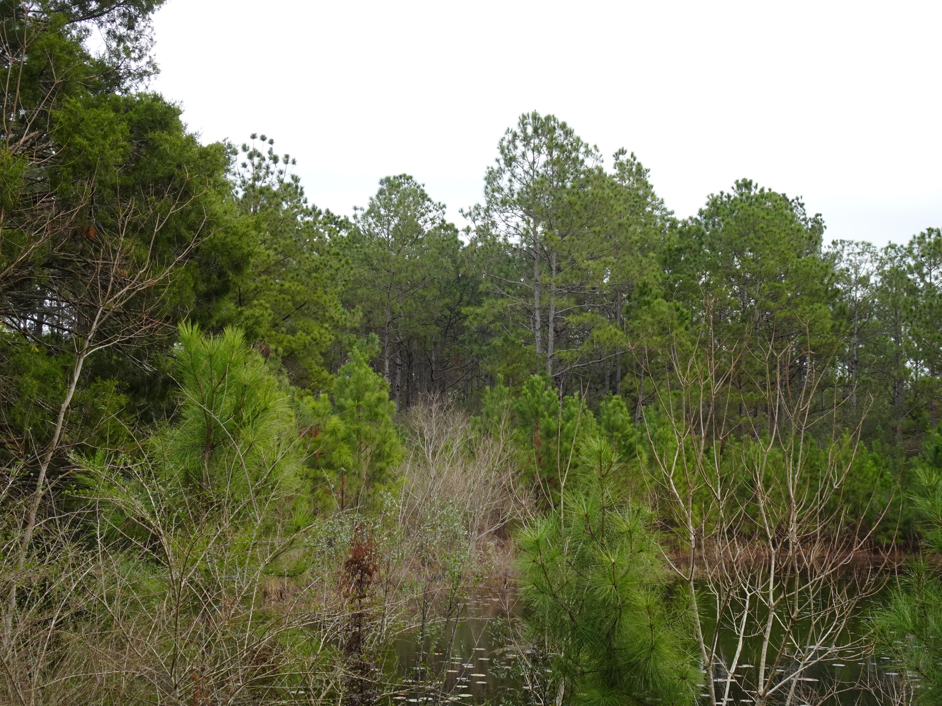 10-acres Mosley Road DeFuniak Springs, FL 32433 - Photo 4 of 5 DSC00548