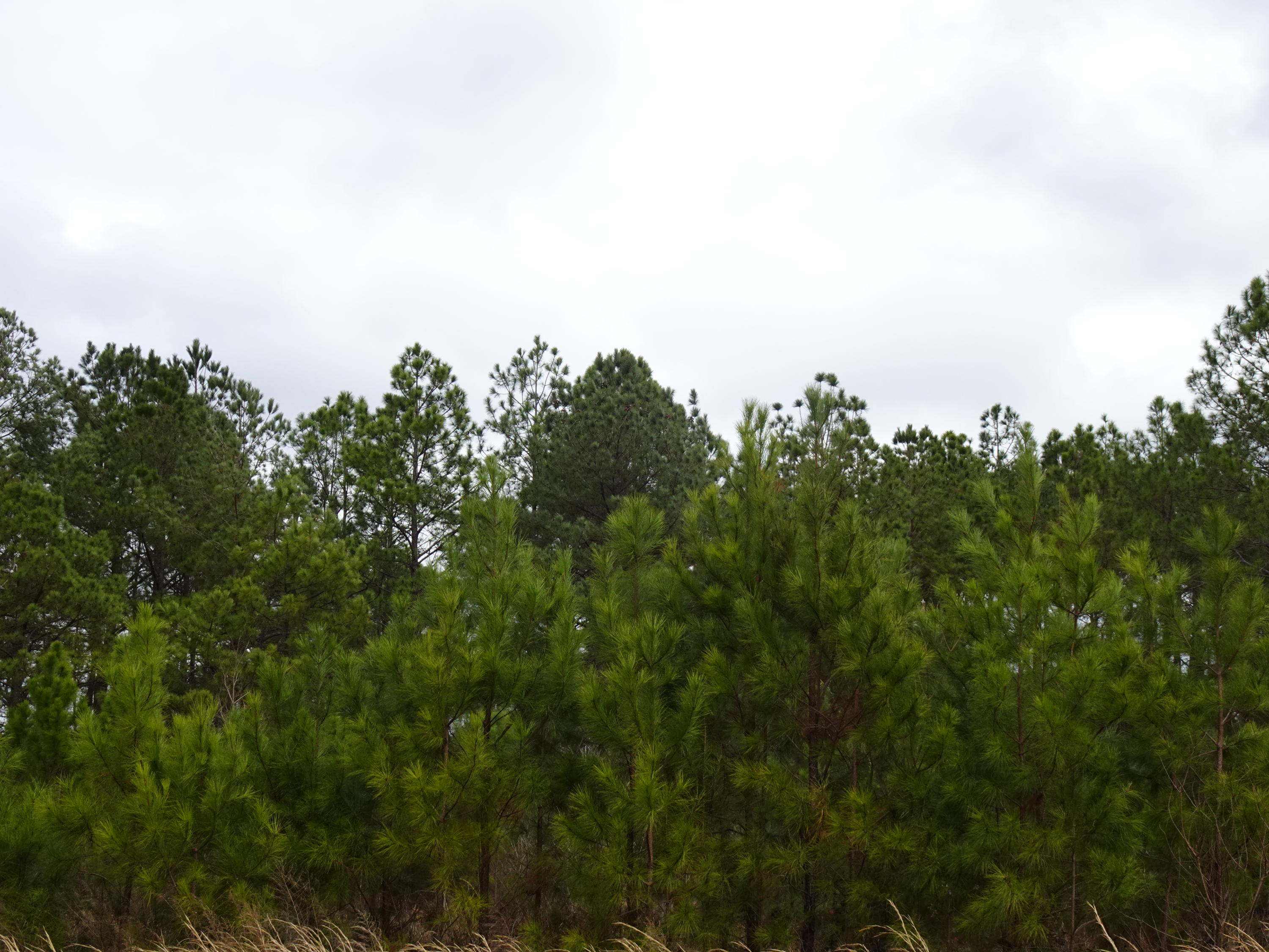 10-acres Mosley Road DeFuniak Springs, FL 32433 - Photo 5 of 5 DSC00551
