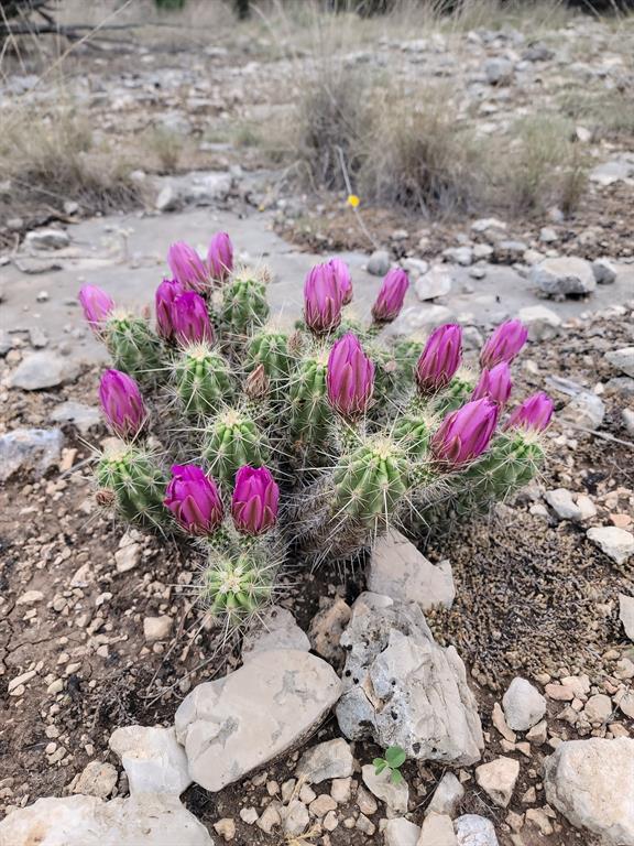 919 Sd, Unit 16010 Rocksprings, TX 78880 - Photo 40 of 40