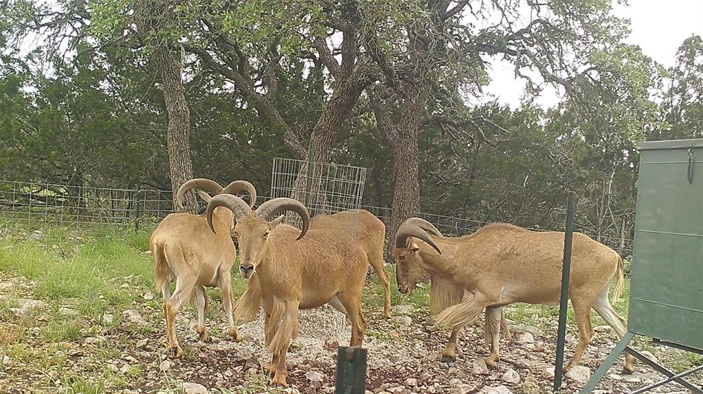 919 Sd, Unit 16010 Rocksprings, TX 78880 - Photo 9 of 40