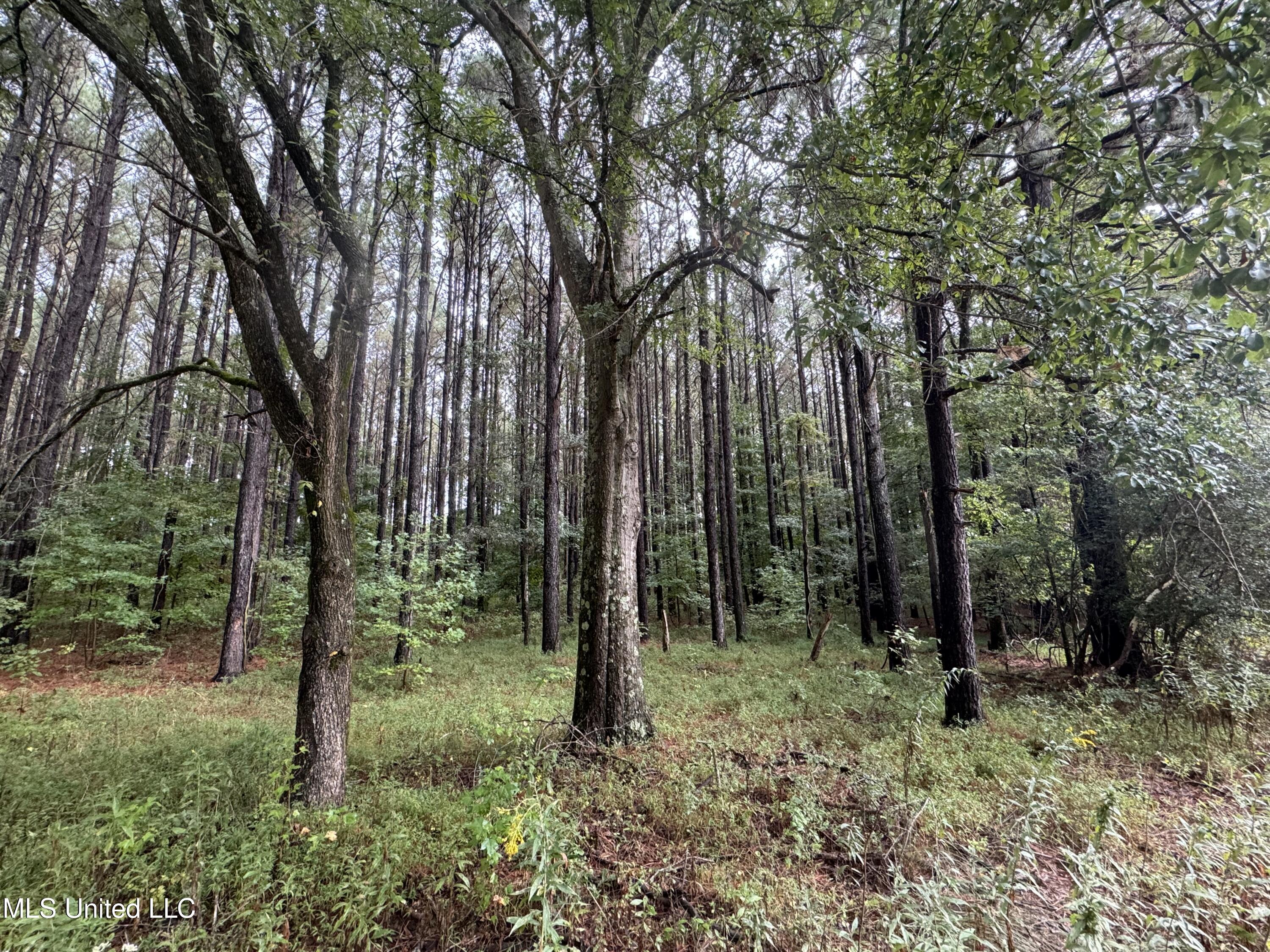 0 Cooperlow Road Coldwater, MS 38618 - Photo 38 of 59 Pine Plantation E Side