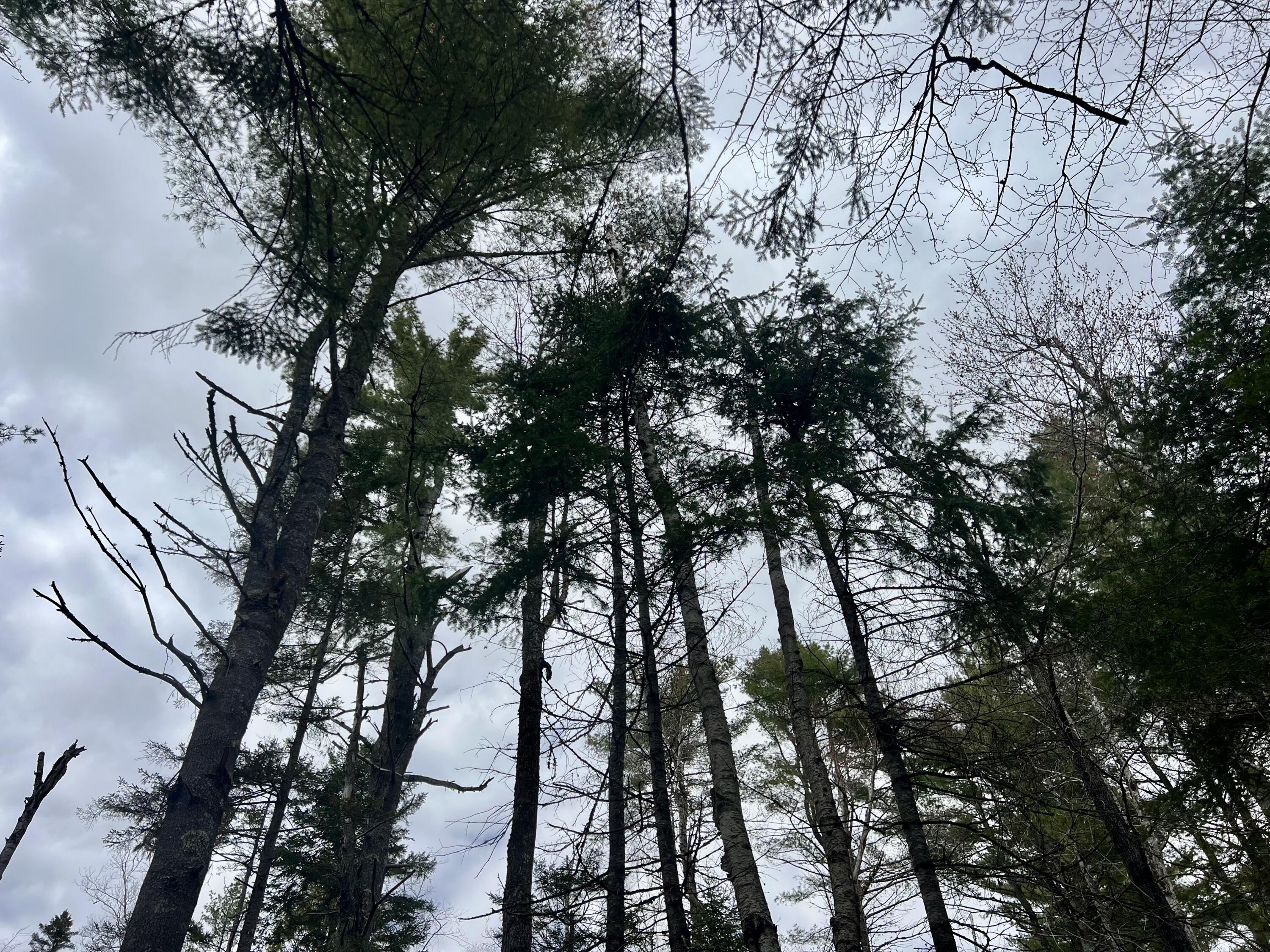 20 Skyscraper Hill Road Brooks, ME 04921 - Photo 11 of 16 IMG_8794
