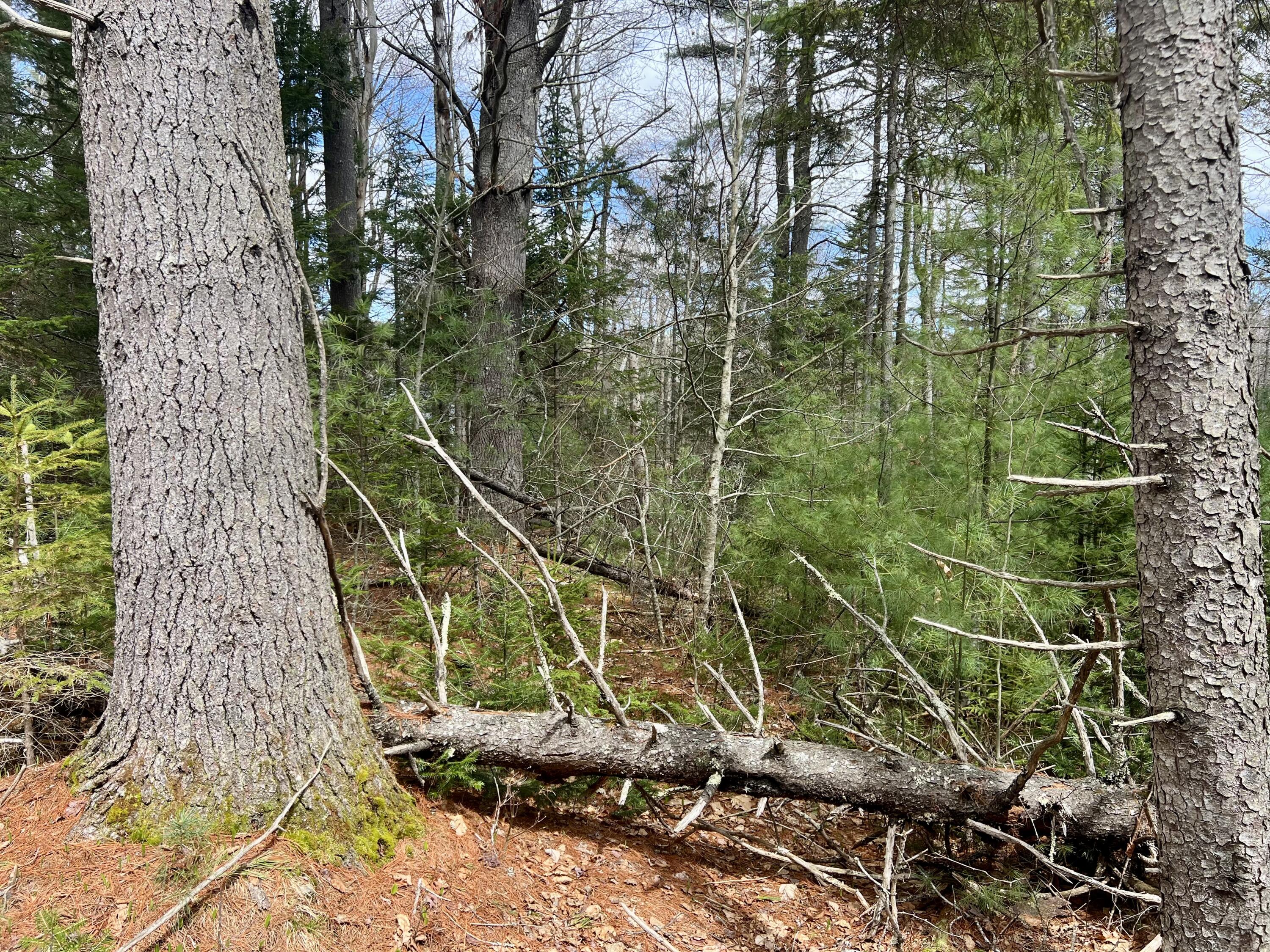 20 Skyscraper Hill Road Brooks, ME 04921 - Photo 13 of 16 IMG_8797