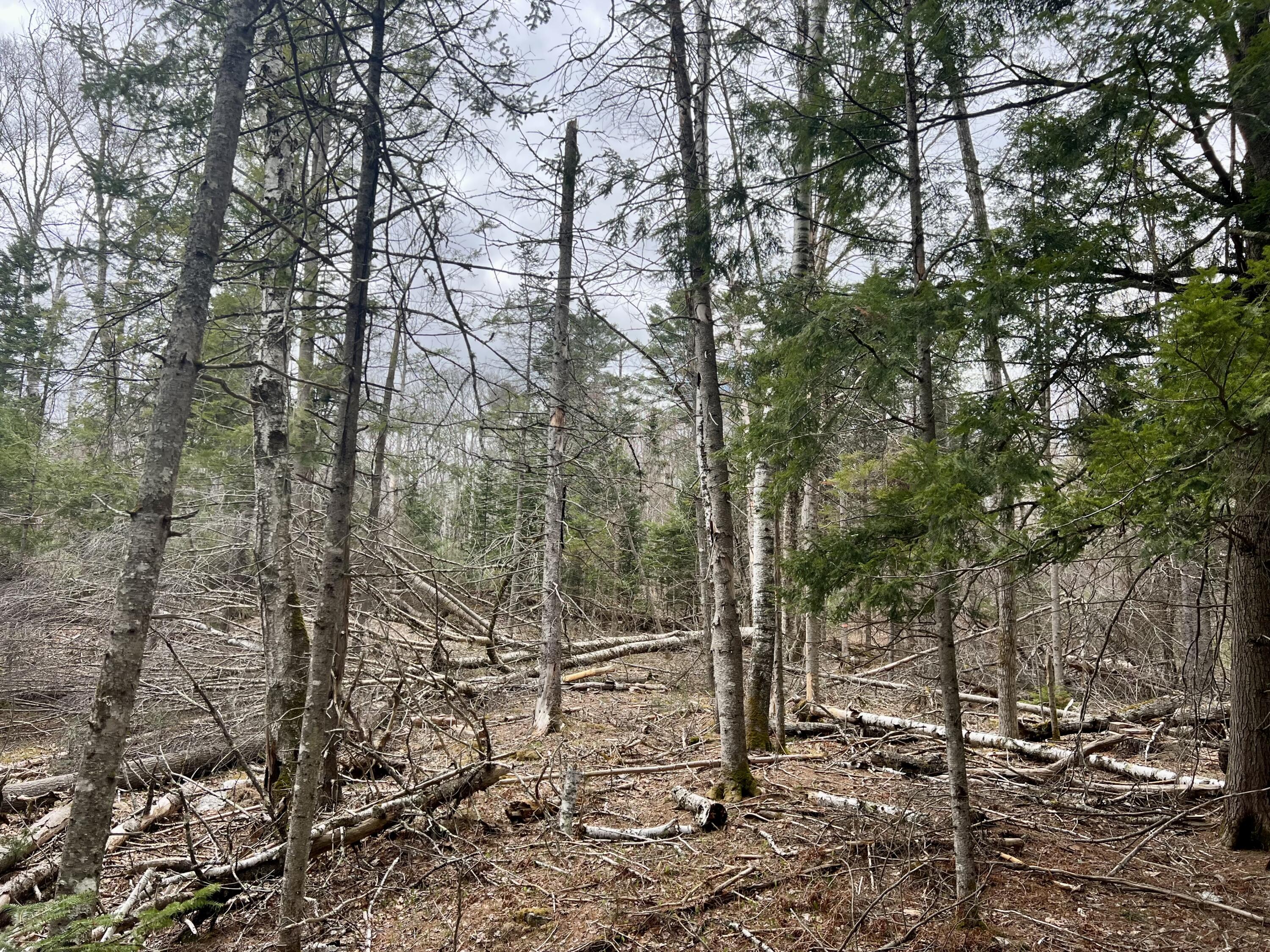 20 Skyscraper Hill Road Brooks, ME 04921 - Photo 14 of 16 IMG_8799