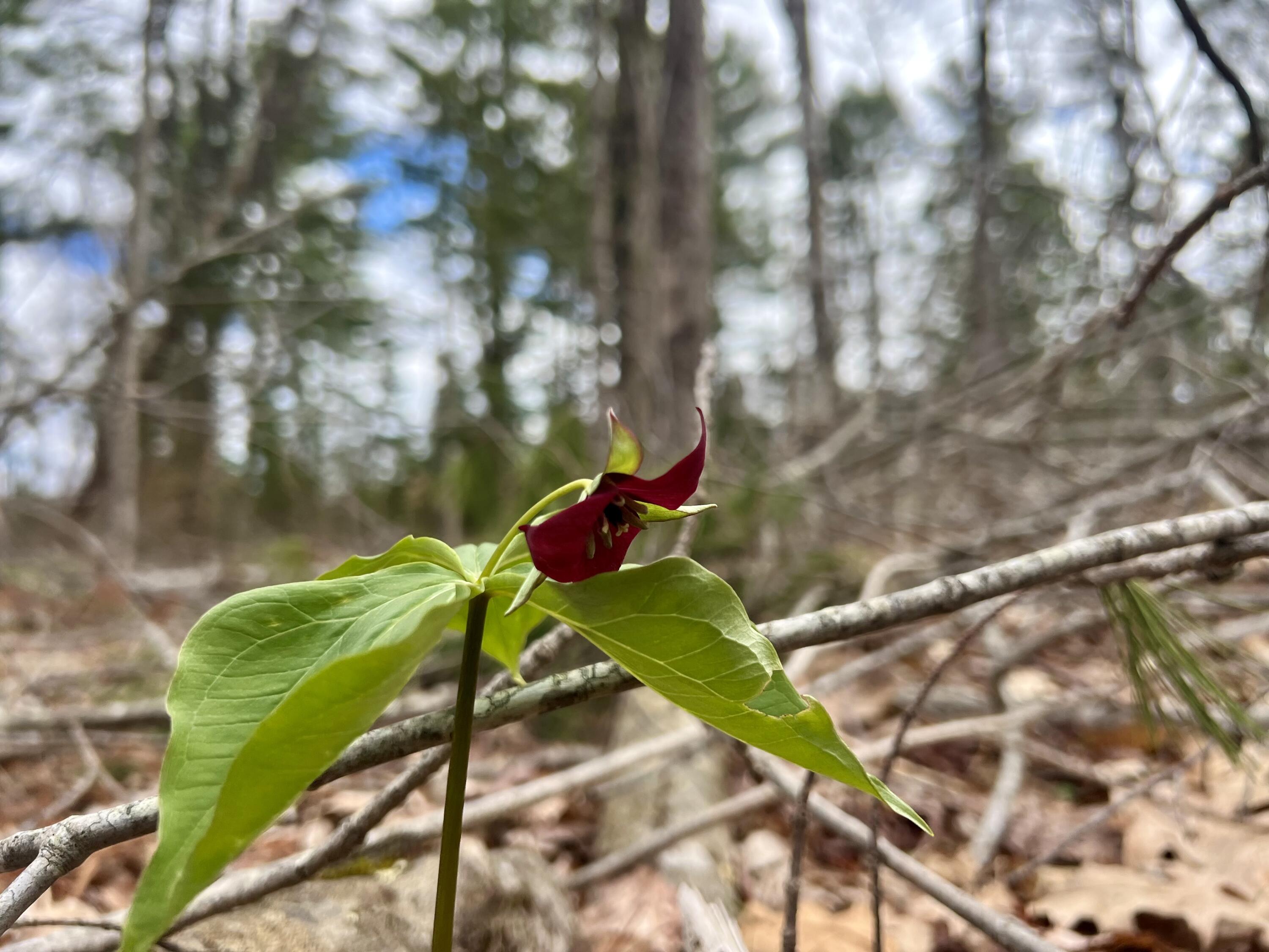 20 Skyscraper Hill Road Brooks, ME 04921 - Photo 2 of 16 IMG_8802