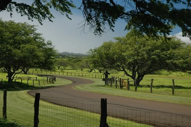 a view of a park with large trees