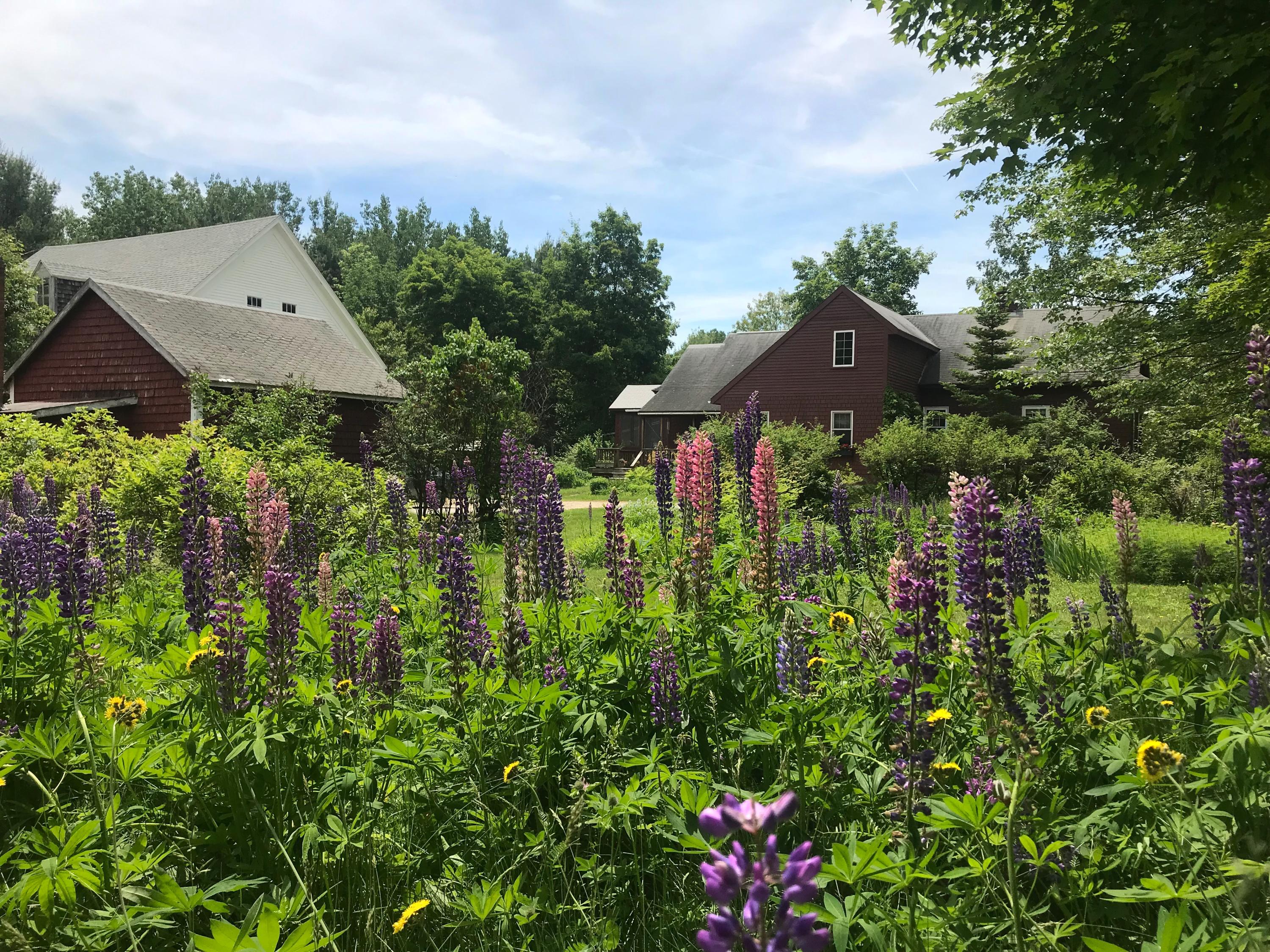 39 Rankin Road Buxton, ME 04093 - Photo 6 of 70 summer.lupines