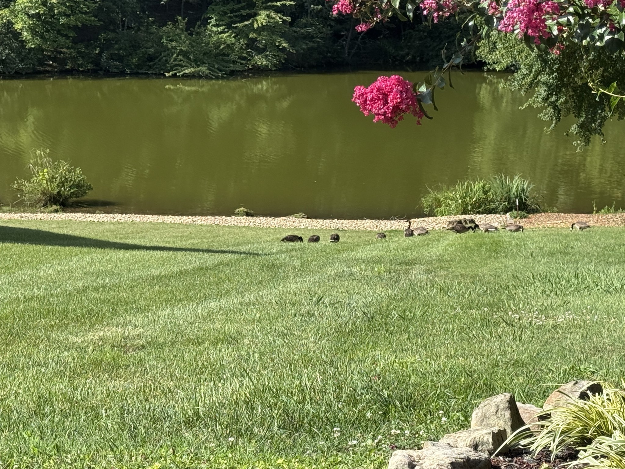 18 Setters Lane West Tullahoma, TN 37388 - Photo 11 of 20 a view of a book and a yard