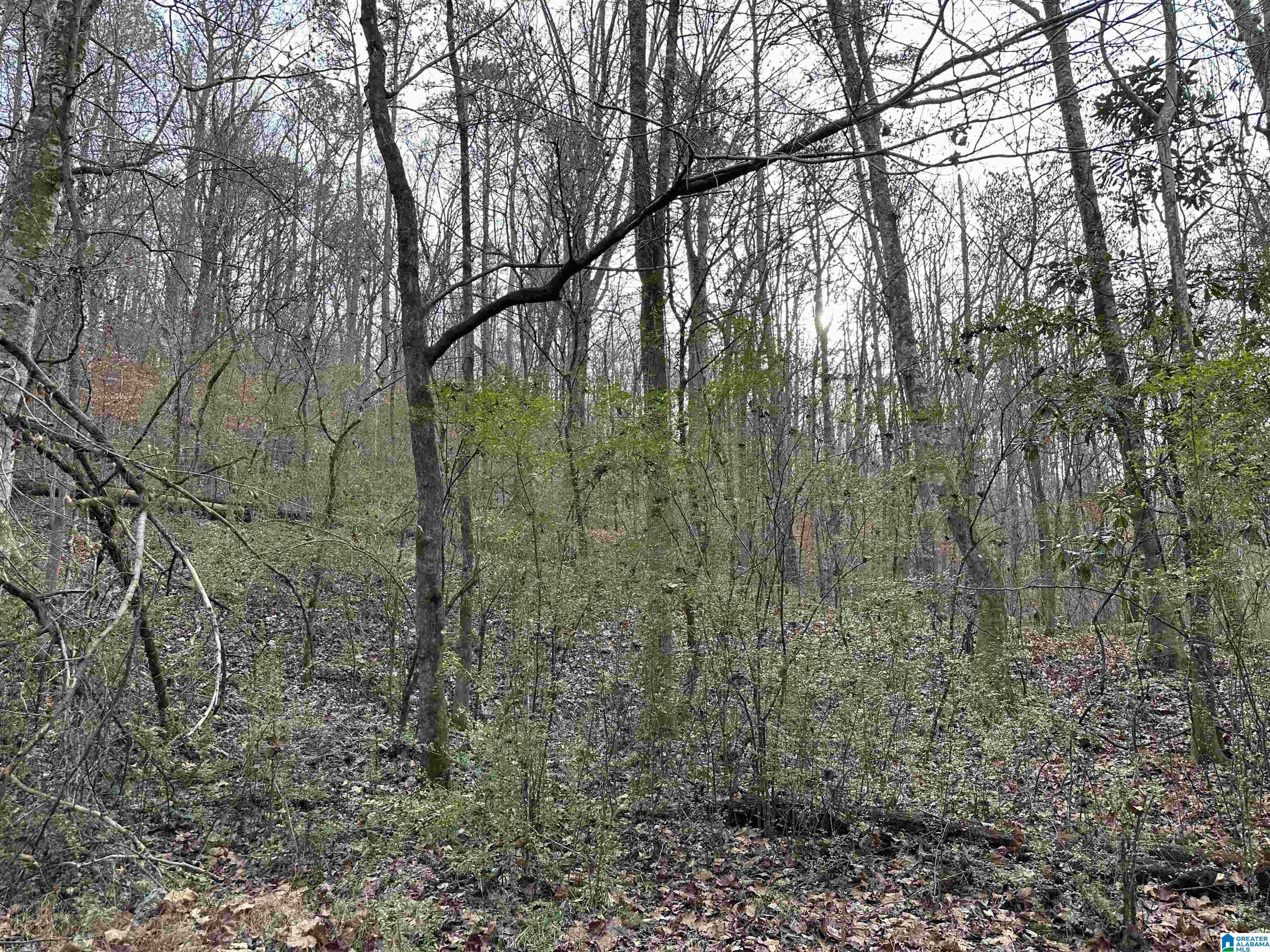 166 Warrior Robbins Road, Unit 6 4 ACRES Warrior, AL 35180 - Photo 8 of 17