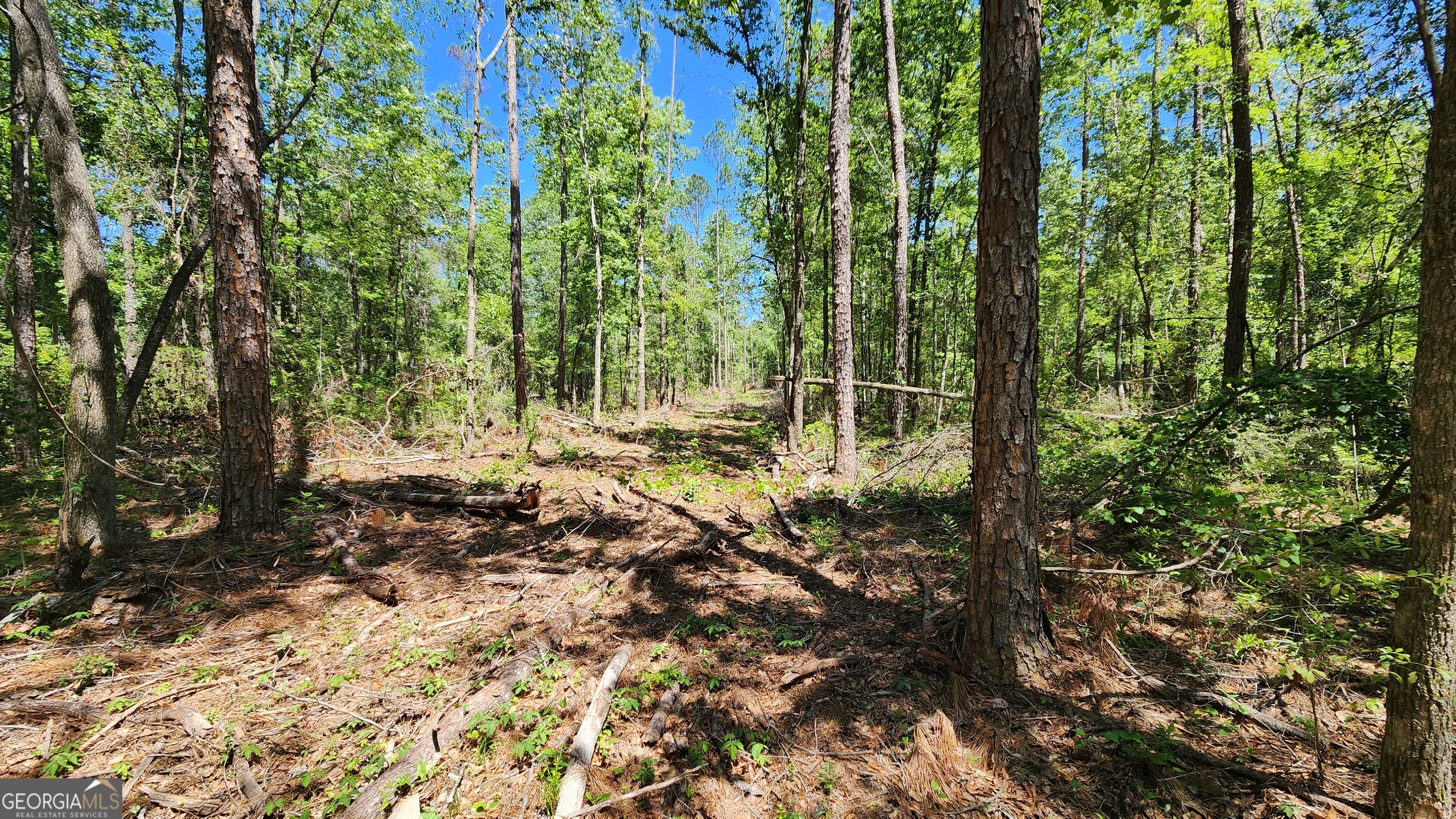 0 Robinson Road Baconton, GA 31716 - Photo 44 of 47 a view of outdoor space with trees