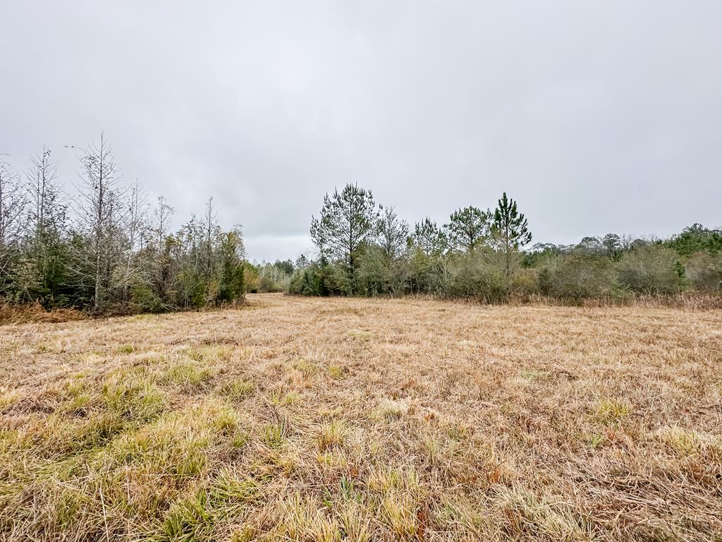 311 O Ashley Road Samson, AL 36477 - Photo 11 of 19 Gallery Image 11