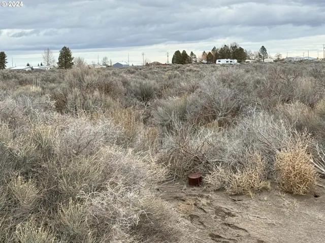 a view of a dry yard with trees