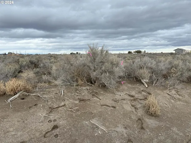 a view of a dry yard with lots of bushes