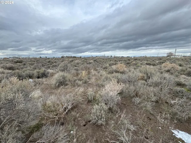 a view of a dry yard with lots of trees